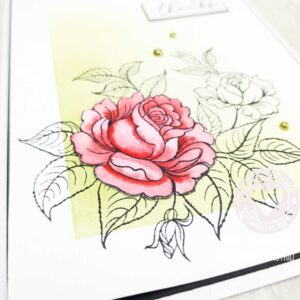 Rose2